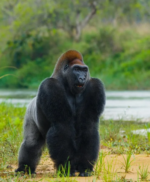 Jeden gorily Kongo — Stock fotografie