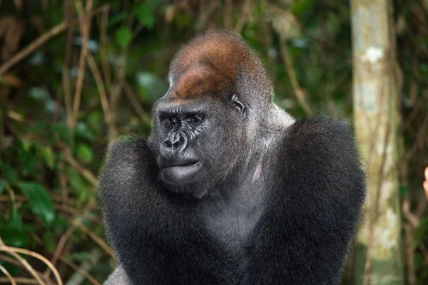 Un gorila del Congo — Foto de Stock