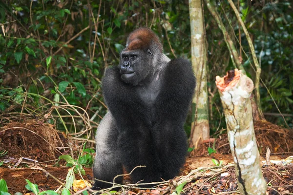 Um Gorila do Congo — Fotografia de Stock