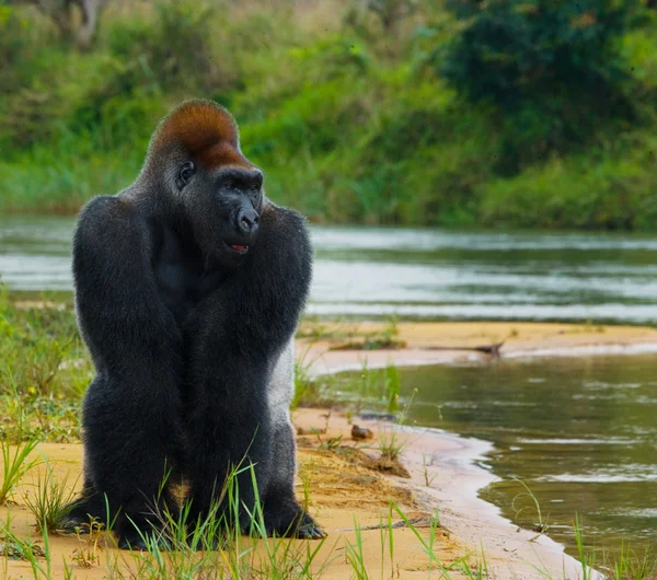 One Congo Gorilla — Stock Photo, Image