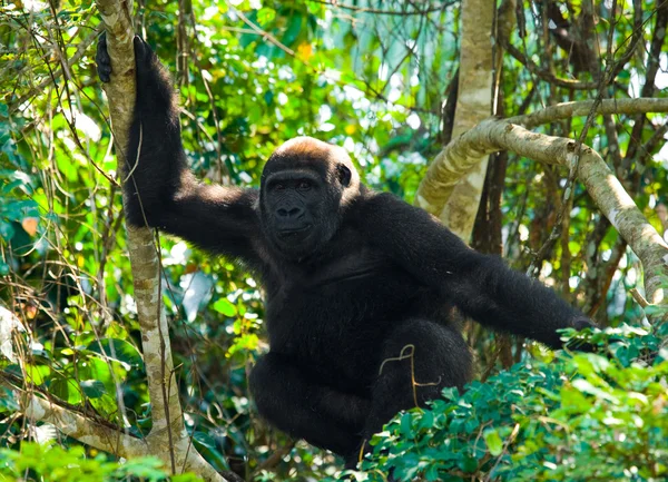 Één Congo Gorilla — Stockfoto