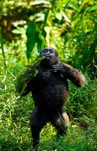 One Congo Gorilla — Fotografie, imagine de stoc