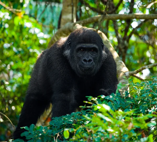 Jeden Kongo goryl — Zdjęcie stockowe