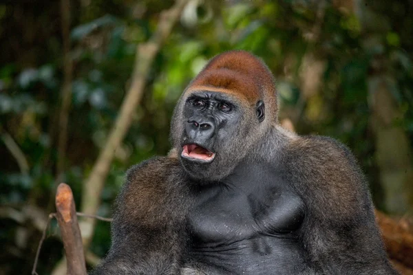 Un gorilla del Congo — Foto Stock