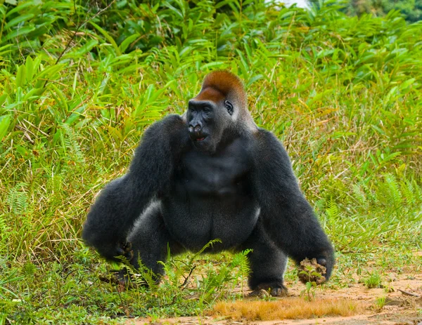 Un gorilla del Congo — Foto Stock