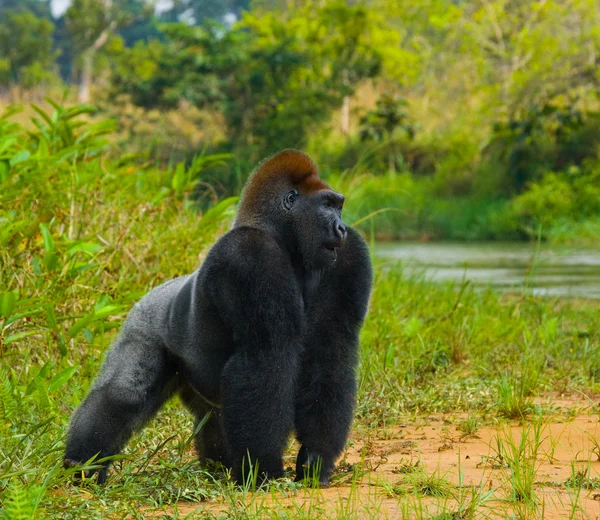 Un gorilla del Congo — Foto Stock