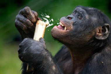 Bonobo close up portrait