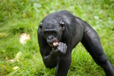 Bonobo kapatmak dikey