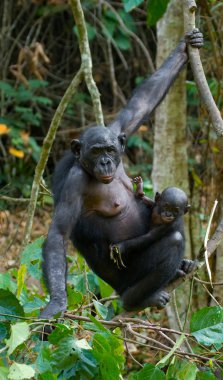 Bonobo maymunu aile