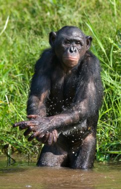 Su ile oynamak Bonobo maymunu