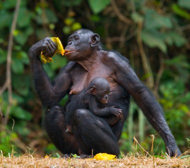 Bonobo maymunu aile