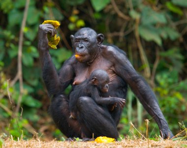 Bonobo maymunu aile