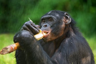 Bonobo close up portrait clipart