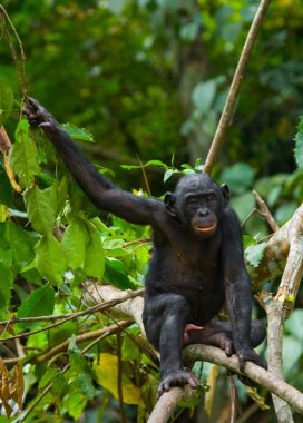 Bonobo kapatmak dikey
