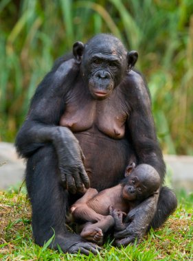 Bonobo maymunu aile