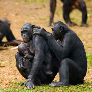 Bonobo maymunu aile