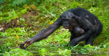 Yavru anne Bonobo maymunu