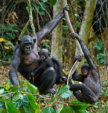 Bonobo monkey family clipart