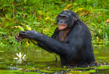 Bonobo kapatmak dikey