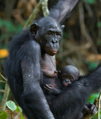 Bonobo maymunu aile