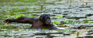 Bonobo monkey sitting in water clipart