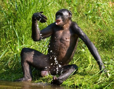 Bonobo monkey playing with water clipart