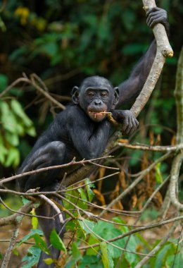 Bebek Bonobo maymunu
