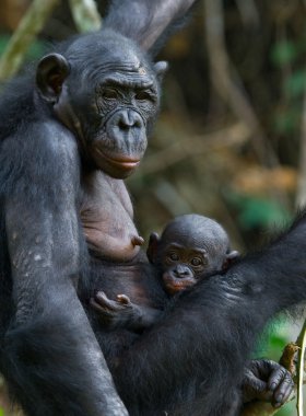 Bonobo maymunu aile