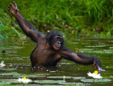 Suya oturan Bonobo maymunu