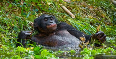 Bonobo kapatmak dikey