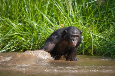 Su ile oynamak Bonobo maymunu