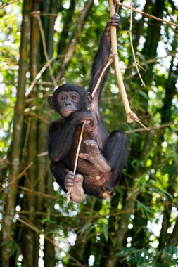 Bebek Bonobo maymunu