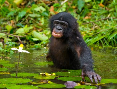 Suya oturan Bonobo maymunu