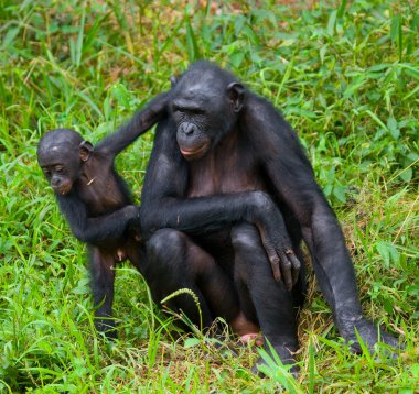 Bonobo maymunu aile