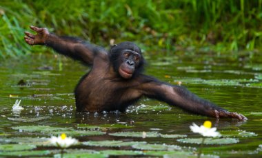 Suya oturan Bonobo maymunu