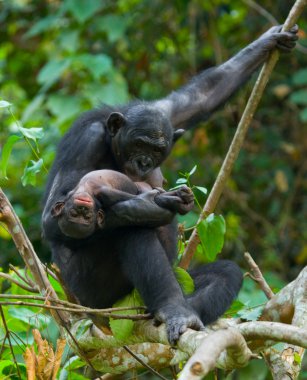 Bonobo maymunu aile