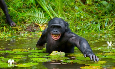 Suya oturan Bonobo maymunu