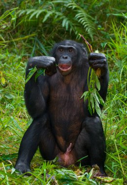 Bonobo kapatmak dikey