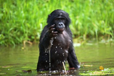 Bonobo monkey sitting in water clipart