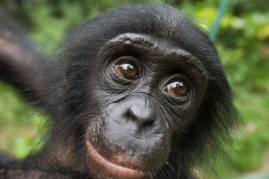 Baby Bonobo monkey clipart