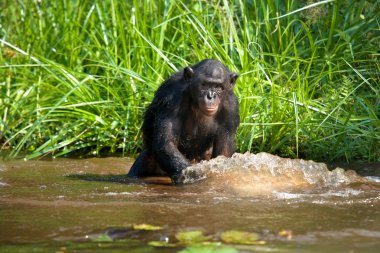 Su ile oynamak Bonobo maymunu