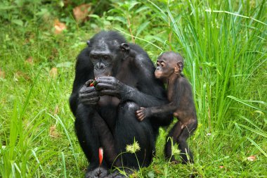 Bonobo maymunu aile