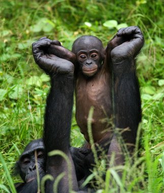Bonobos monkey family clipart