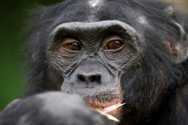 Bonobo kapatmak dikey