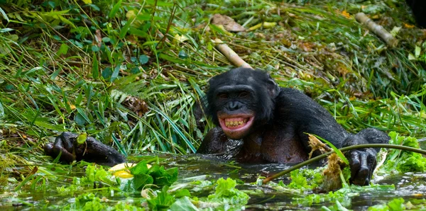 Bonobo zblízka portrétní — Stock fotografie