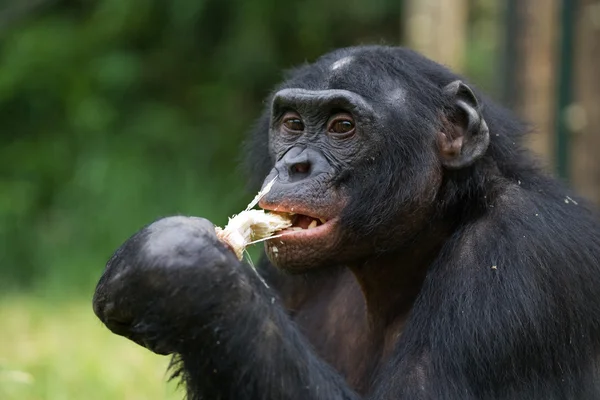 Портрет Бонобо — стоковое фото