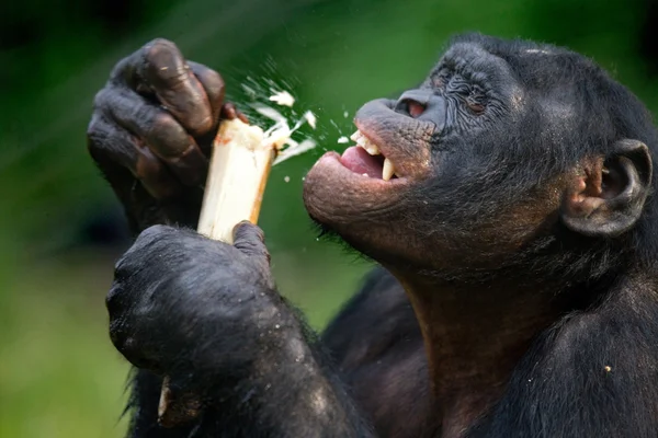 Bonobo Nahaufnahme Porträt — Stockfoto