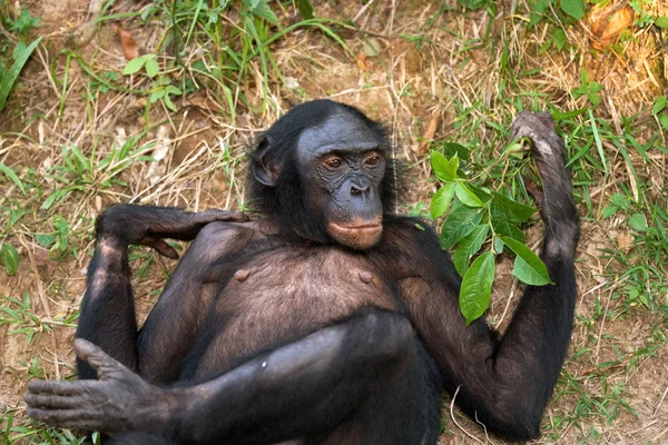 Bonobo bliska portret — Zdjęcie stockowe