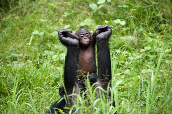 Bonobos opičí rodina — Stock fotografie