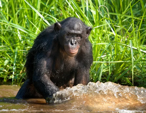 Bonobo-Affe spielt mit Wasser — Stockfoto